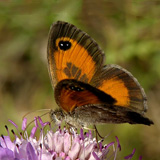 Sierras Subbeticas - Spanish Gatekeeper